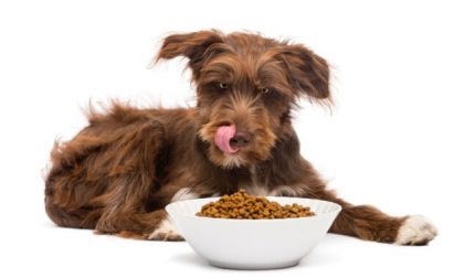 5 vantaggi delle crocchette senza cereali per cani