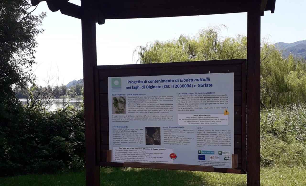 Lockdown e fauna selvatica, quali gli effetti?
