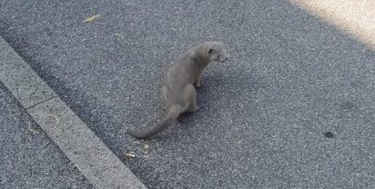 Furetto libero “trova casa” in un condominio di Cascine San Pietro