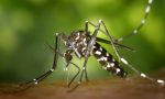 "Ogni famiglia abbia il suo kit contro le zanzare": la proposta a Urgnano