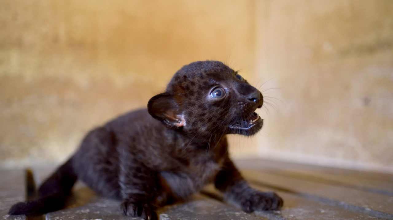 Fiocco rosa alle Cornelle: cucciola di pantera nera cerca un nome GALLERY
