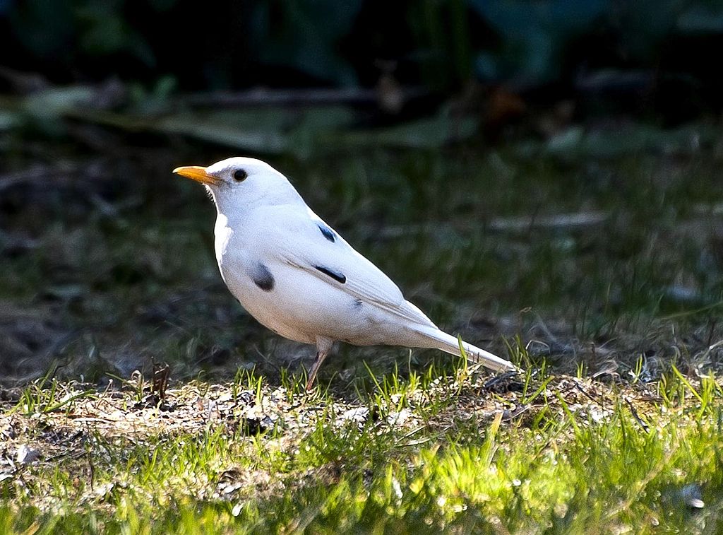 Allevava illegalmente un merlo albino, nei guai un 70enne