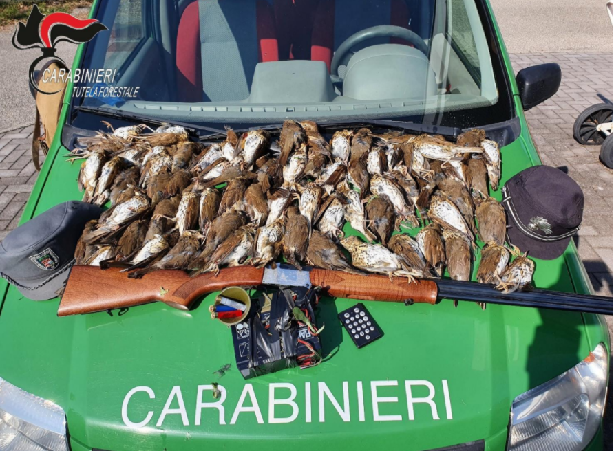 Caccia ai Tordi con richiamo vietato: sequestri a Romanengo