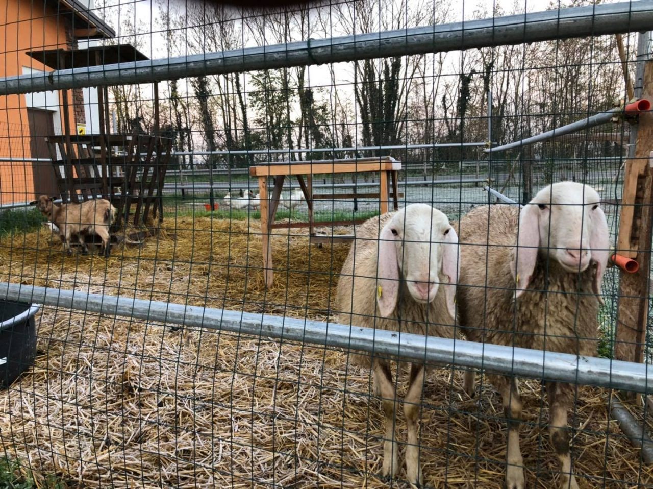 Furto alla Cooperativa Agricola di Castel Cerreto, sparite due pecore