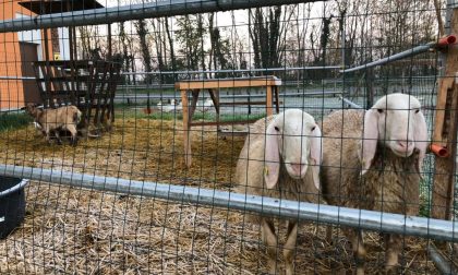 Furto alla Cooperativa Agricola di Castel Cerreto, sparite due pecore