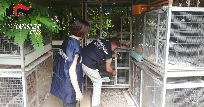 Operazione Pettirosso, i carabinieri Forestali denunciano 100 bracconieri