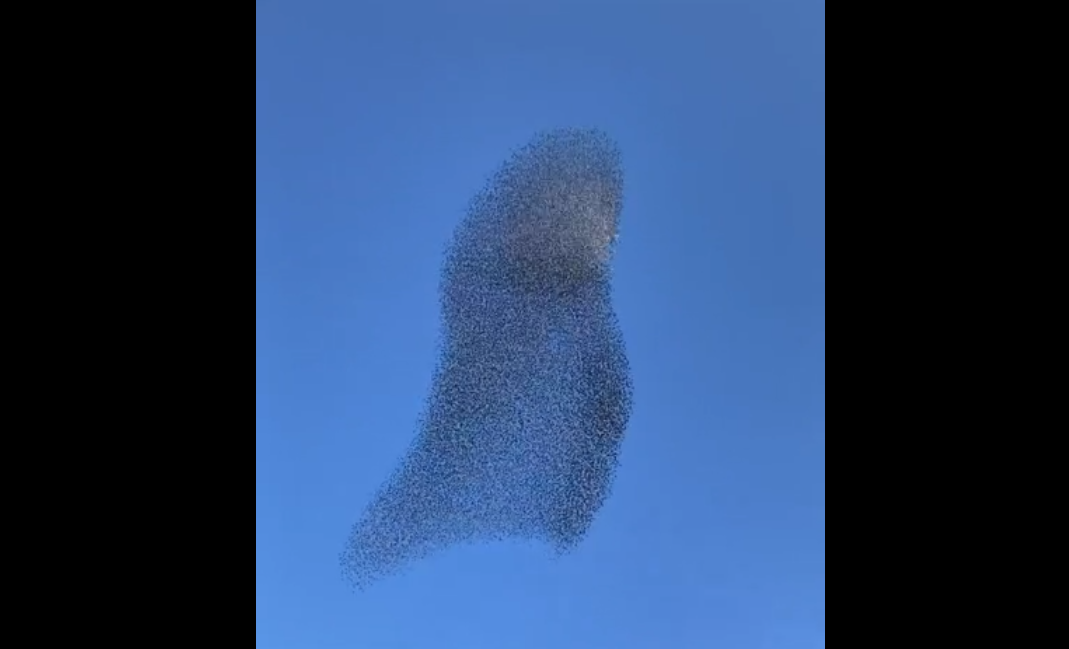 Poesia con le ali… stormi di uccelli danno spettacolo sull’Adda VIDEO