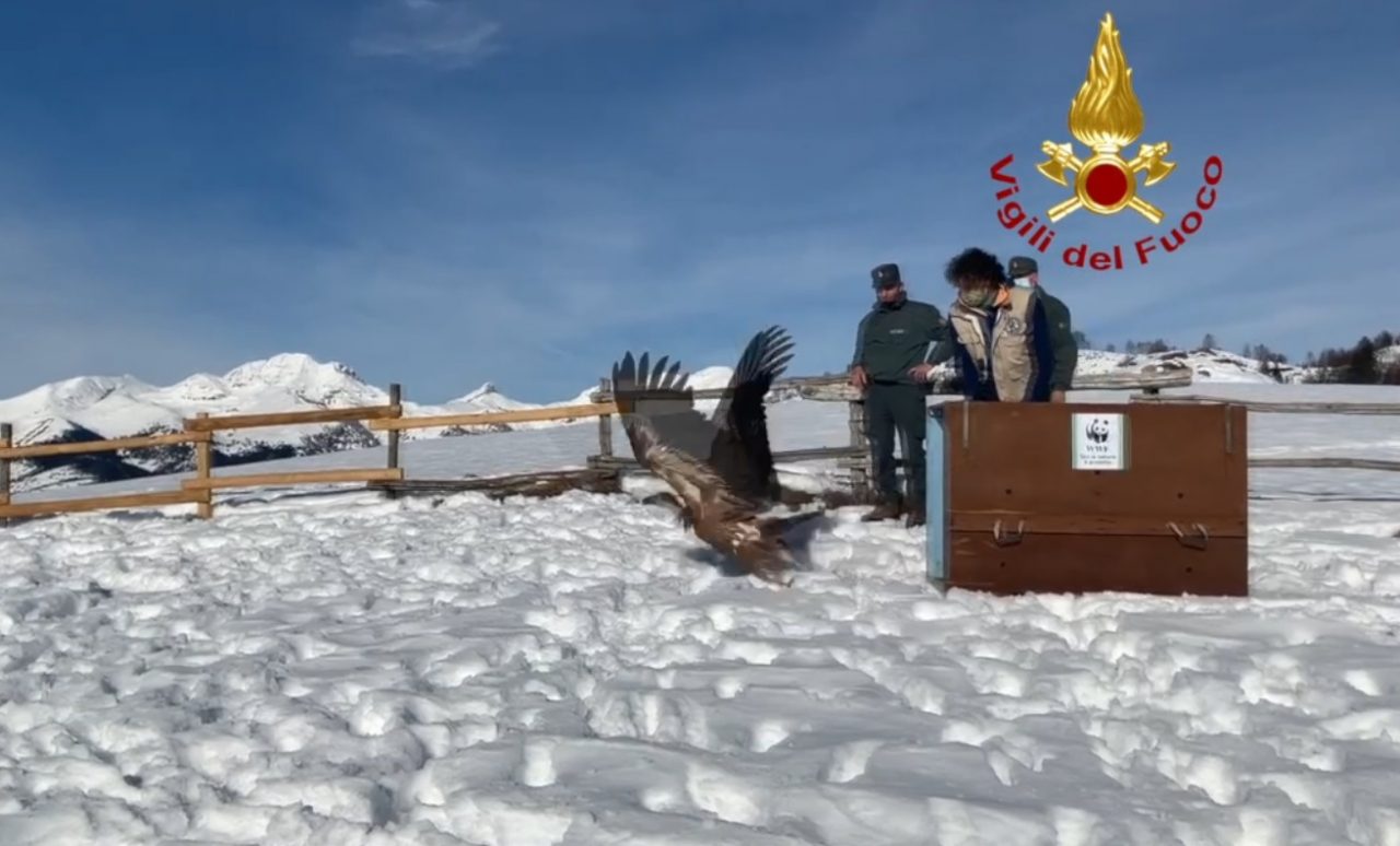 Torna a volare il grifone che aveva perso la rotta ed era finito in pianura VIDEO FOTO