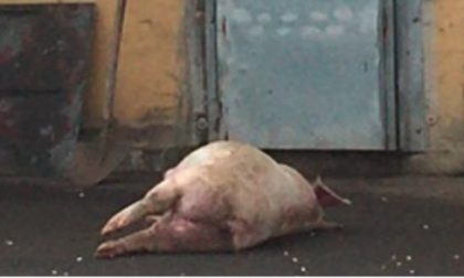 Nel cortile dell'allevamento una carcassa di maiale abbandonata