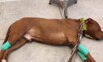 Il pitbull “Vasco” dona il sangue e salva la vita a una cagnolina