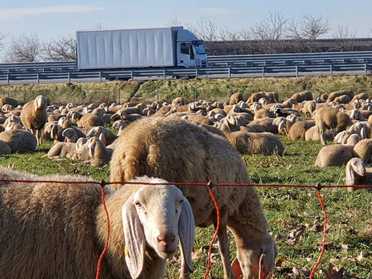 Le foto delle mille pecore che hanno “invaso” via del Bosco