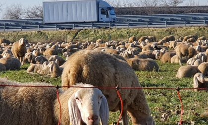 Le foto delle mille pecore che hanno "invaso" via del Bosco