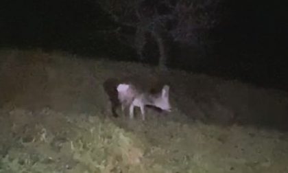 Selfie con il cucciolo di cervo agonizzante. Morta la povera bestia, salvato invece il cerbiatto Bambi