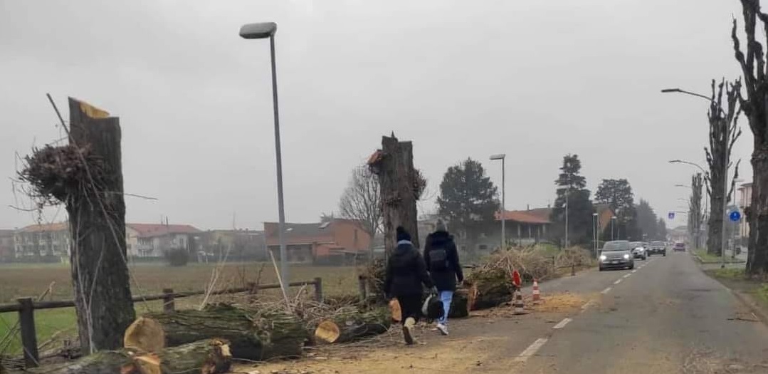 Geromina, polemiche sui pioppi abbattuti