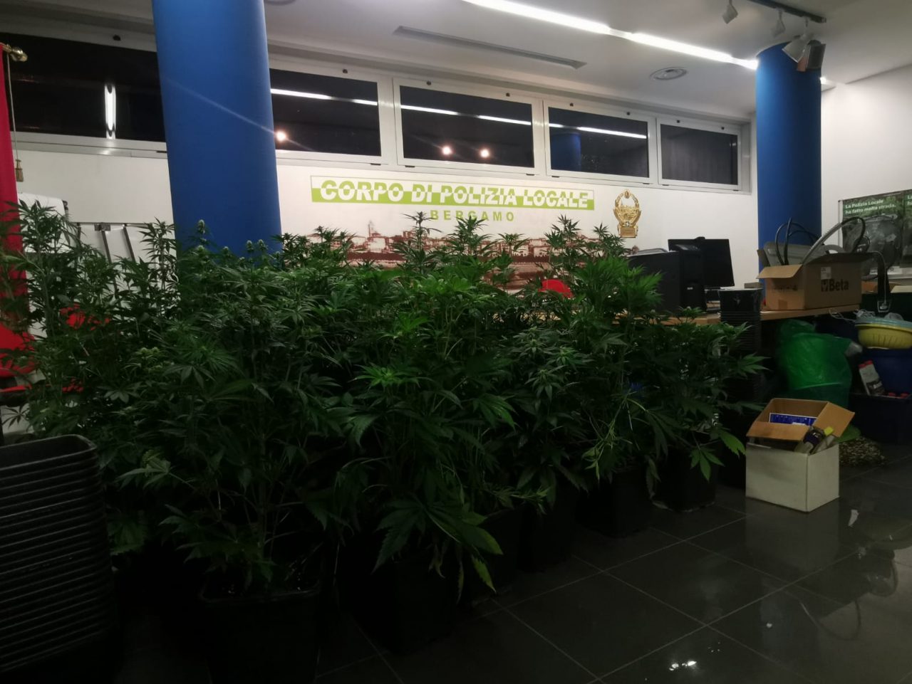 In casa un’attrezzatissima serra di marijuana: arrestato un 41enne (tradito dalla musica)