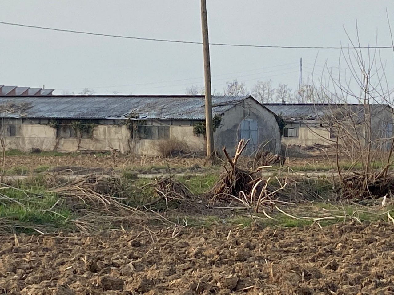 Il video dello scempio al bosco di Cascina Spina