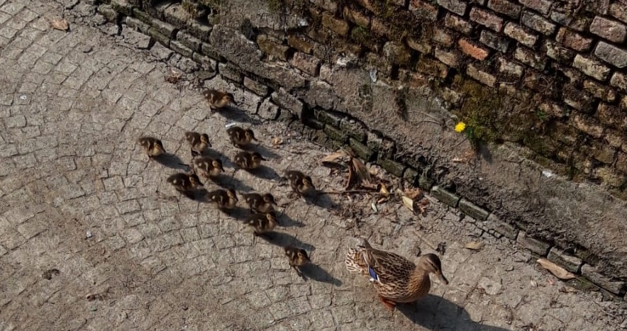 Il video del salvataggio degli anatroccoli di via Cavallotti (dai pericolosi trevigliesi)