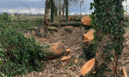 Un altro filare devastato a Masano