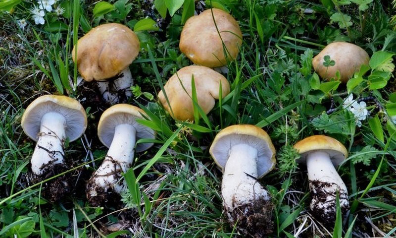 Cerca funghi, trova 10mila euro di hashish