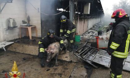 Incendio in stalla con 800 maiali, molti sono feriti o intossicati
