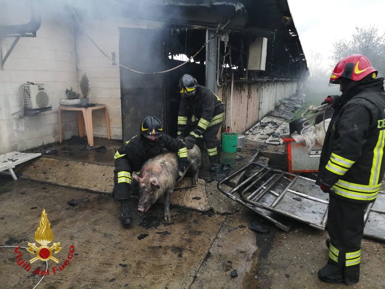 Incendio in stalla con 800 maiali, molti sono feriti o intossicati