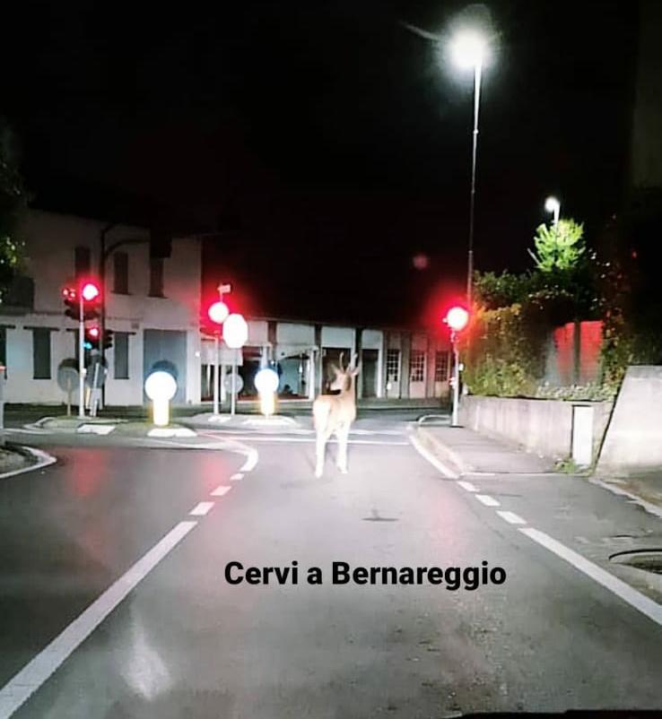 cervo