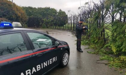 Sedicenne scappa da casa e incendia 50 alberi: danni per 7000 euro, denunciato