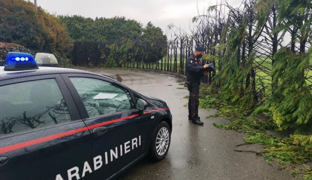 Sedicenne scappa da casa e incendia 50 alberi: danni per 7000 euro, denunciato