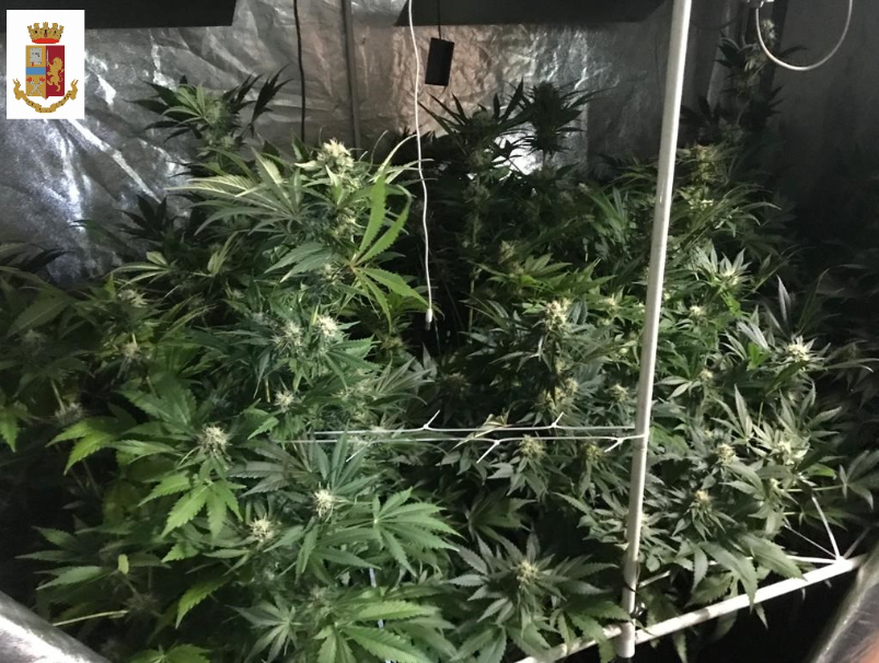 Serre in casa per coltivare la marijuana, beccati dalla Polizia e arrestati