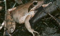 Servono 30mila euro per salvare le rane (e aiutare i pipistrelli) di Caravaggio