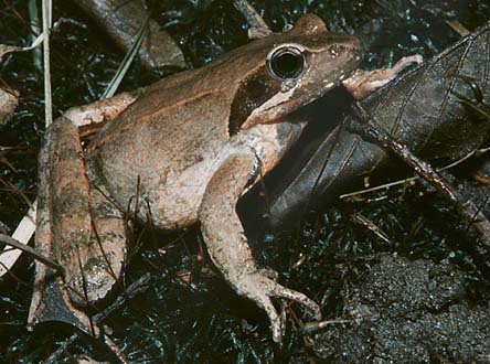 Servono 30mila euro per salvare le rane (e aiutare i pipistrelli) di Caravaggio