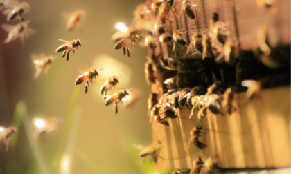 Giornata mondiale delle api: nella Bergamasca alveari in difficoltà per il clima pazzo