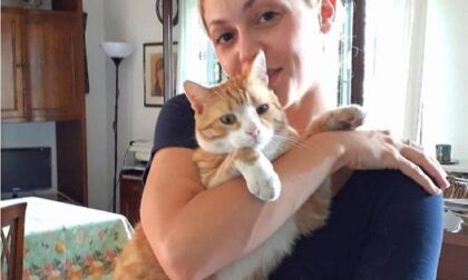 Gatto ucciso con wurstel avvelenati, è allarme: “Non è il primo caso”
