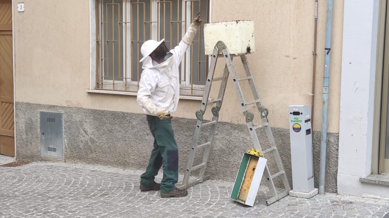 Uno sciame di api in piazza Setti, salvato dall’apicoltore