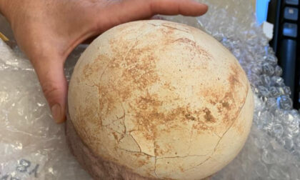 Uovo fossile atterra a Orio al Serio: sequestrato