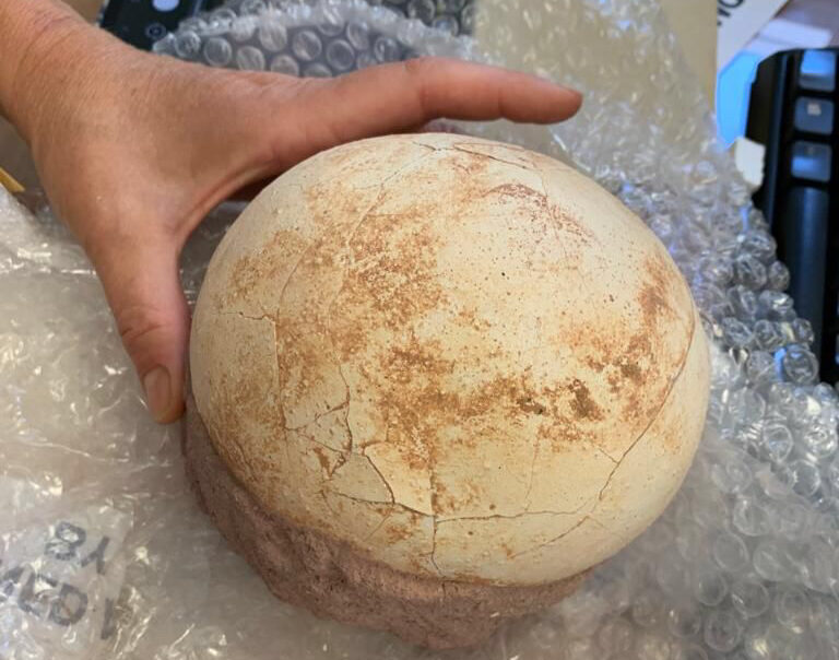 Uovo fossile atterra a Orio al Serio: sequestrato