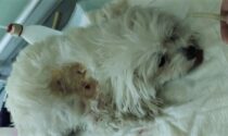 Rottweiler azzanna e uccide maltese toy