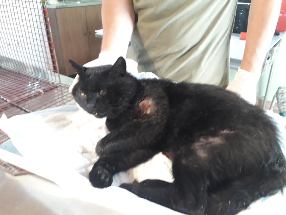 Ferito e in gravi condizioni, gattone salvato da due ciclisti