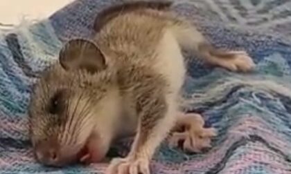 Trova un ghiro, lo porta a casa e lo intossica a morte con l’antipulci per cani e gatti