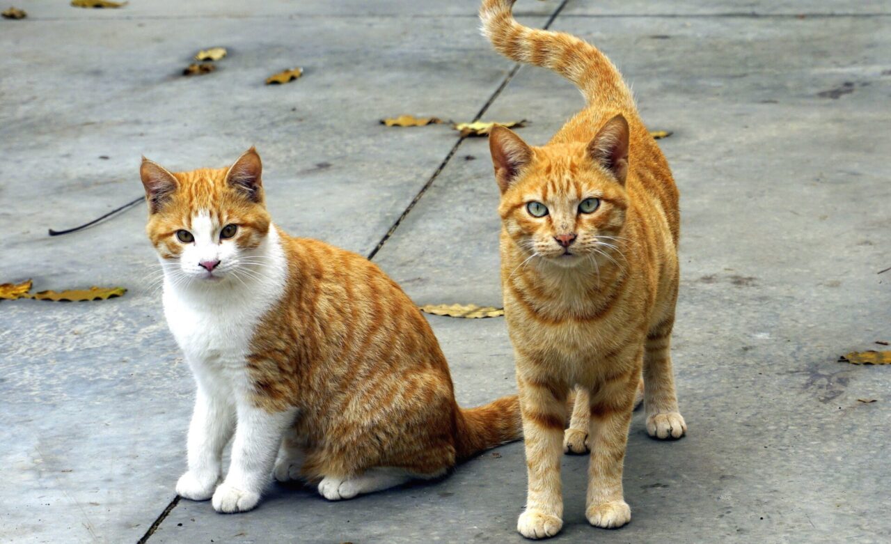Covo tutela gli animali: accordo con l’Oasi di Gasper per contrastare il randagismo