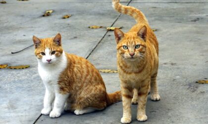 Covo tutela gli animali: accordo con l’Oasi di Gasper per contrastare il randagismo