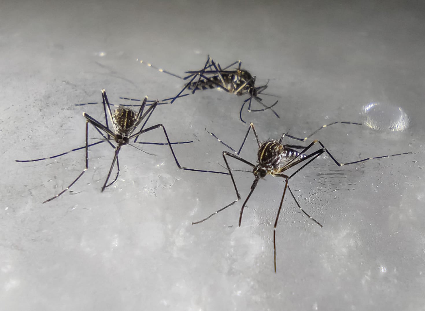 Aedes koreicus 1