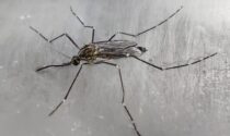 In Bergamasca è arrivata la zanzara coreana, che resiste al freddo
