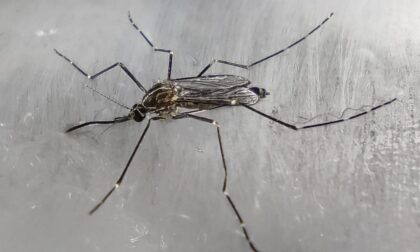 In Bergamasca è arrivata la zanzara coreana, che resiste al freddo
