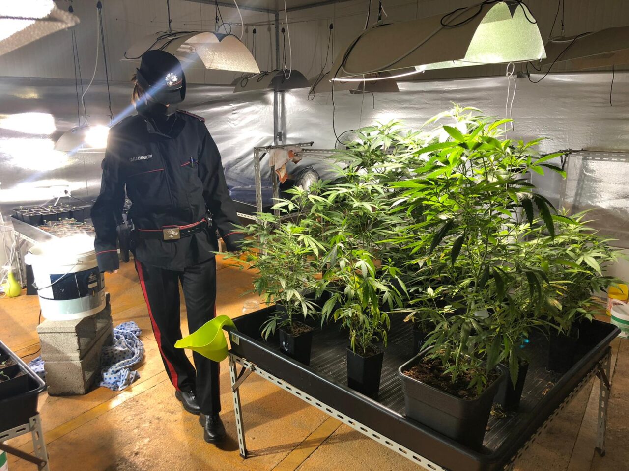 “Siamo giardinieri”, dicono ai carabinieri.  Ma in casa avevano un’enorme piantagione di marijuana