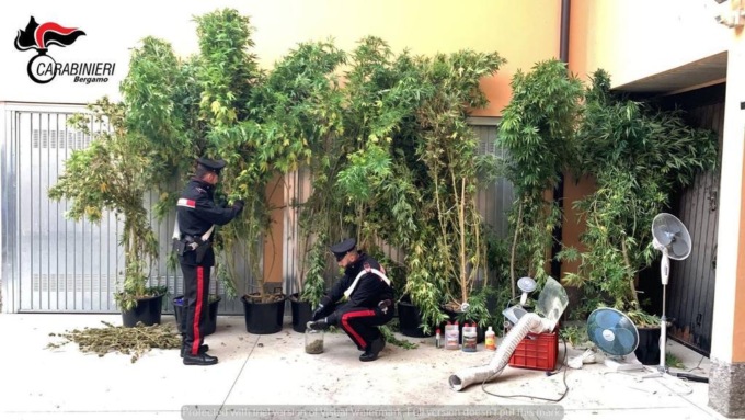 Marijuana alta tre metri nel giardino di casa