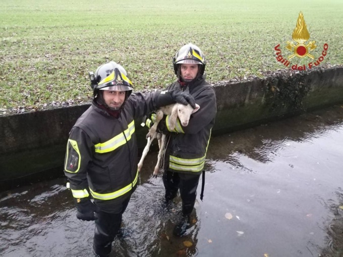 Agnellino nel fosso, arrivano i Vigili del fuoco