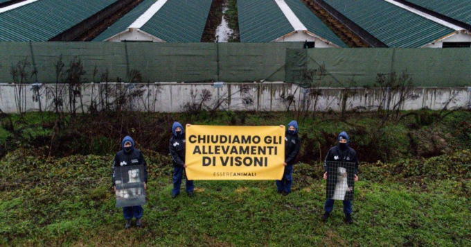 Blitz di Essere Animali contro l’allevamento di visoni