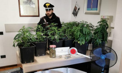 Coltivava marijuana in un box serra: arrestato 48enne