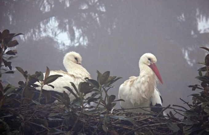 Spino “paese delle cicogne”, la proposta del comitato “Ambiente e benessere”